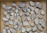 Lot - Uncleaned Holocystites Cystoids - Pieces #138166-1